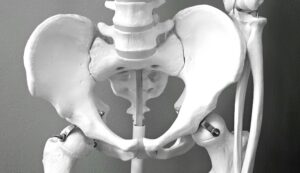 Pelvic area bones