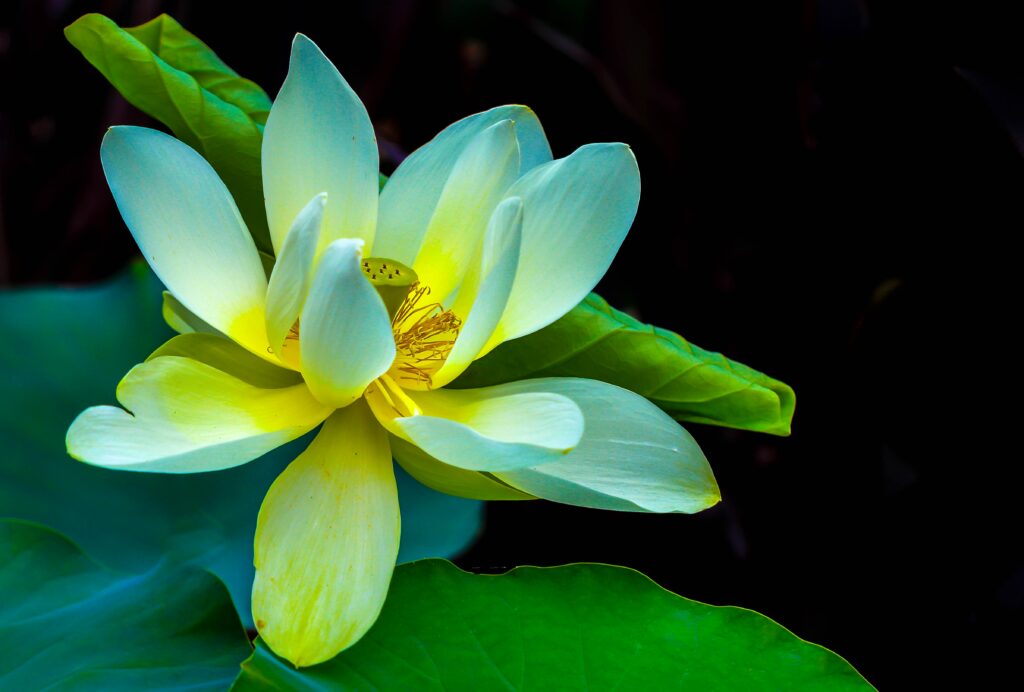 Lotus flower to symbolise the Yoni